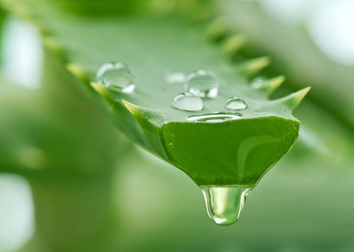 aloe-vera-trink-gel-schaebens-vitamin-c-biotin-niacin-vegan-hautelastizitaet-hautfeuchtigkeit-gruen-pflanze