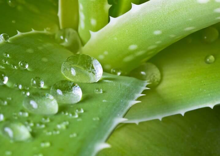 aloe-vera-trink-gel-schaebens-vitamin-c-biotin-niacin-vegan-hautelastizitaet-hautfeuchtigkeit-gruen-pflanze