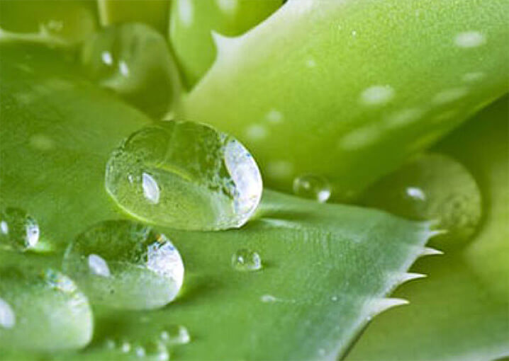 Aloe-Vera-Maske-Bild3-Inhaltsstoff