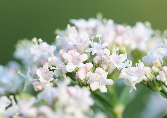Zarte, weiß-rosa Blüten auf grünem Hintergrund in Nahaufnahme.