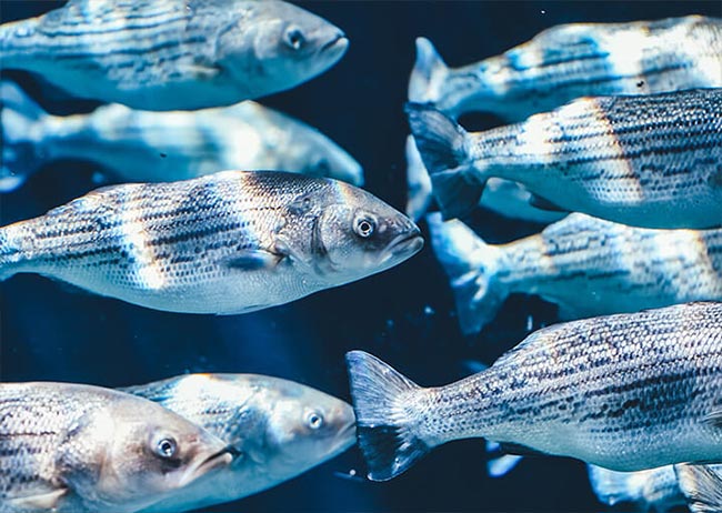 Mehrere gestreifte Fische schwimmen in klarem, blauem Wasser.