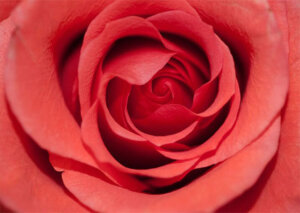 Nahaufnahme einer roten Rosenblüte mit spiralförmig angeordneten Blütenblättern.