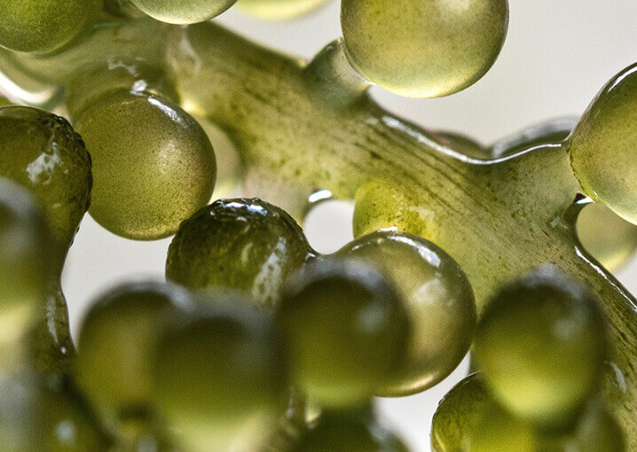 Thalasso-face-mask-algae-schaebens