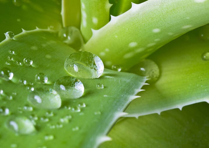 aloe-vera-pflanze-gesichtspflege-schaebens-feuchtigkeitsspendend-gel-vitamin-e-inhalt