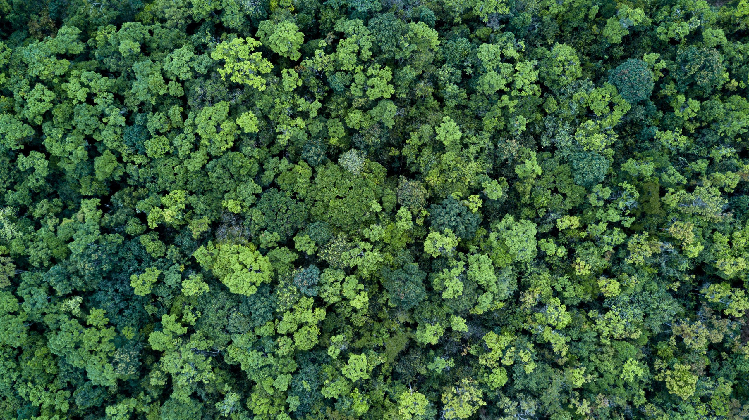 Forest and tree landscape texture background, Aerial top view forest, Texture of forest view from above.