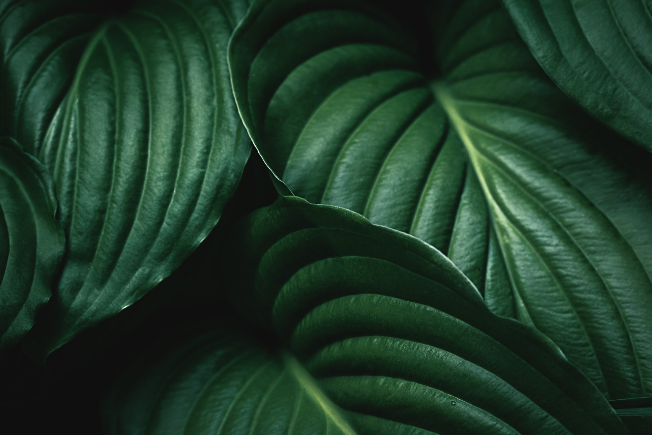 Green Leaves Background