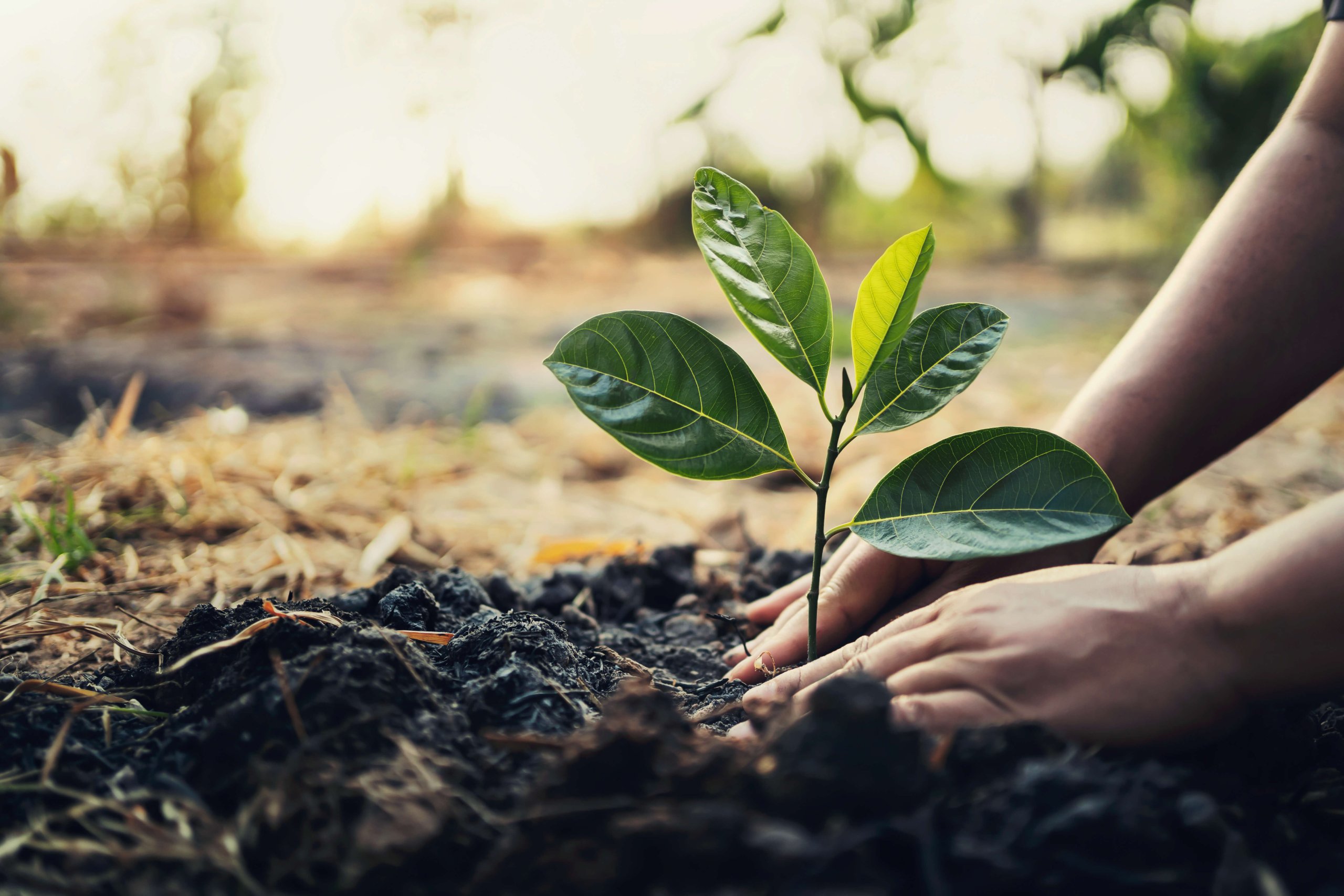 baum-aktion-nachhaltigkeit-pflanzen-eife-natur