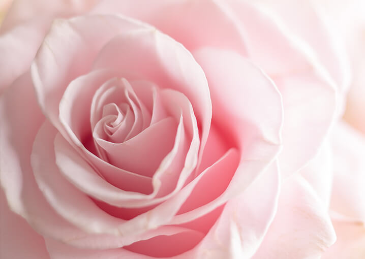 lovely-rose-augen-gel-pads-rosenwasser