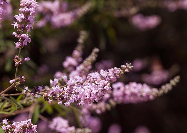 Zarte, violette Blüten auf schlanken Zweigen vor unscharfem Hintergrund.